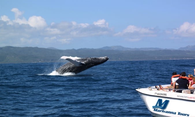 Tour Ballenas Jorobadas en la Bahia de Samana Republica Dominicana