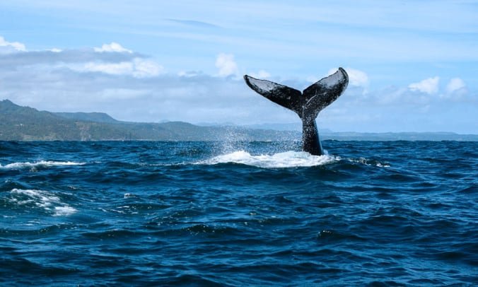 Tour en Barco en Samana - Avistamiento de Ballenas Jorobadas en la Bahia de Samana.